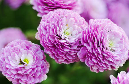 Chrysanthemum macro