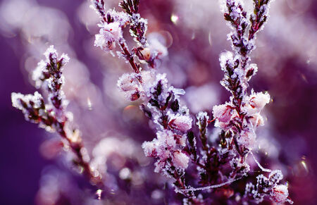 Frozen heather flowerの写真素材