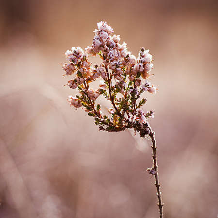 Frozen heather flower