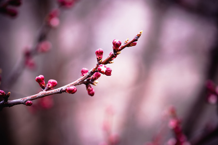 Apricot tree flowerの写真素材