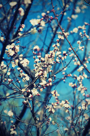 Apricot tree flowerの写真素材