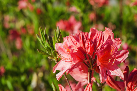 Blossoming of  pink and red rhododendrons and azaleas in the garden, natural flower backgroundの写真素材
