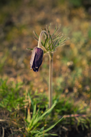 Pasque-flower growing in nature, macro spring floral backgroundの写真素材