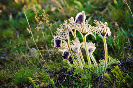 Pasque-flower in nature