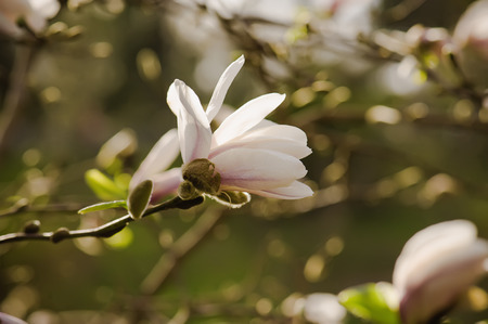 Magnolia white  flowersの写真素材