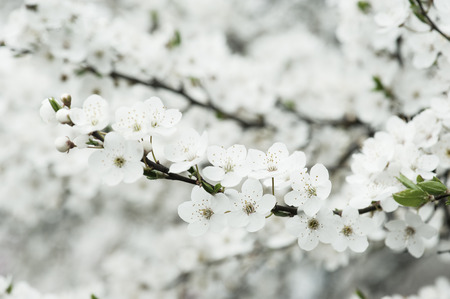 Apricot tree flowerの写真素材