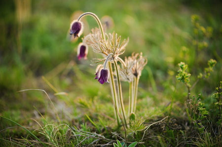 Pasque-flower in natureの写真素材