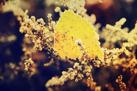 Frozen heather flowerの写真素材