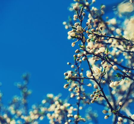 Apricot tree flower