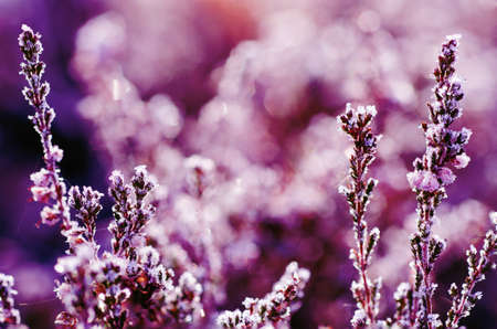 Frozen heather flowerの写真素材