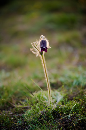Pasque-flower in nature