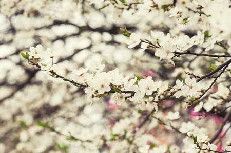 Apricot tree flowerの写真素材