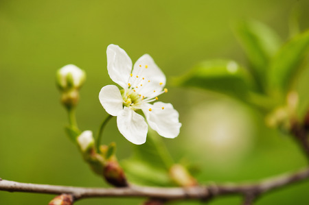 Cherry flowers