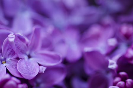 Lilac flowers backgroundの写真素材