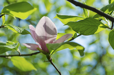 Magnolia flowersの写真素材