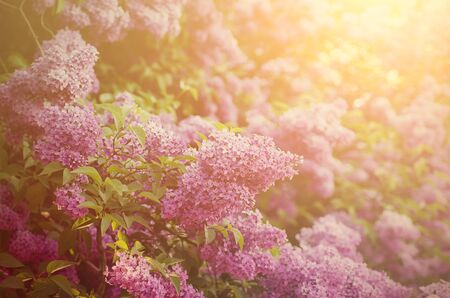 Branch of lilac flowersの写真素材