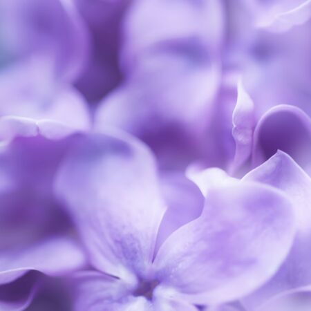 Abstract floral backgroundの写真素材