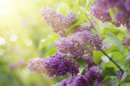 Branch of lilac flowersの写真素材
