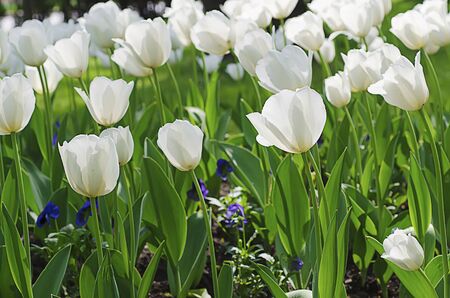 White beautiful tulipsの写真素材