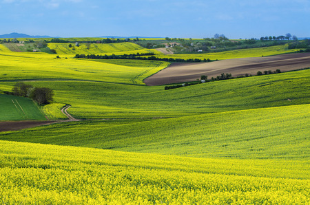 Rapeseed yellow fields in spring