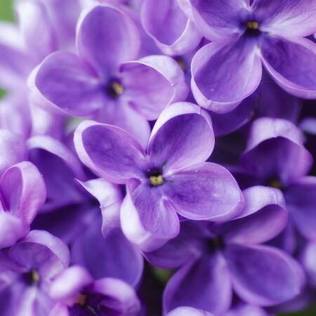 Abstract floral backgroundの写真素材