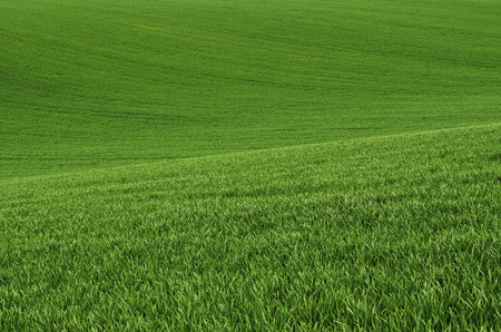 Green grass field backgroundの写真素材