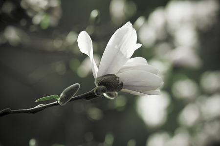 Magnolia flowersの写真素材