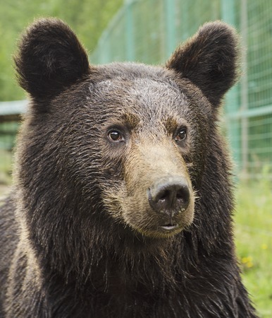 Portrait of a bear in a Zoo