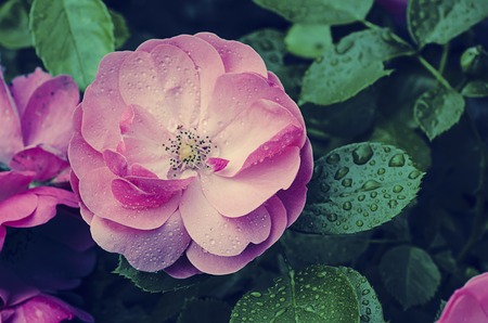 Vintage roseの写真素材