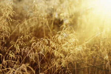 Autumn background with sunny plant, vintage retro imageの写真素材
