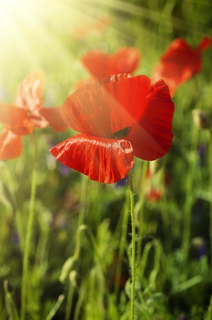 Red poppy in a green grass field with sunlight, natural floral vintage backgroundの写真素材