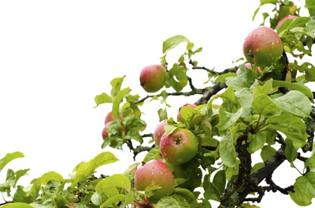 Branch of apple tree with red fruits and green leaves isolated on white backgroundの写真素材