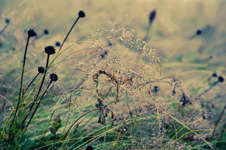 Autumn background with meadow plant, vintage retro imageの写真素材