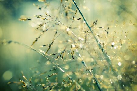 Abstract vintage blurred soft hipster background of grass with shiny dew water dropsの写真素材