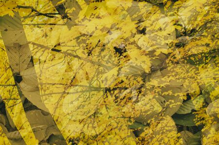 Autumn natural vintage  seasonal background with colorful  golden yellow leaves - double exposure