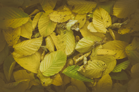 Autumn natural vintage  seasonal background with colorful  golden yellow leavesの写真素材