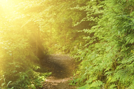 The trail in a  green summer  forest, Carpathian mountains, natural seasonal background with sun raysの写真素材