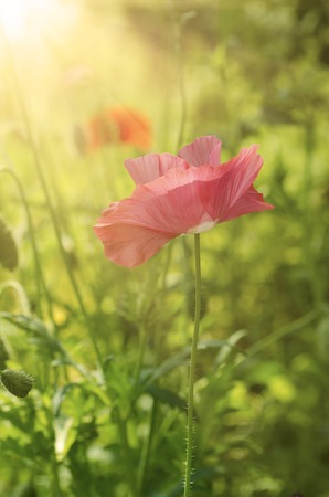 Pink poppy in a green grass field with sunlight, natural floral vintage backgroundの写真素材