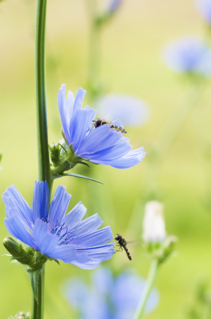 Chicory blue flower blooming in nature, floral background