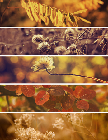 Collection from different kinds of autumn seasonal vintage horizontal backgrounds, suitable for web sitesの写真素材