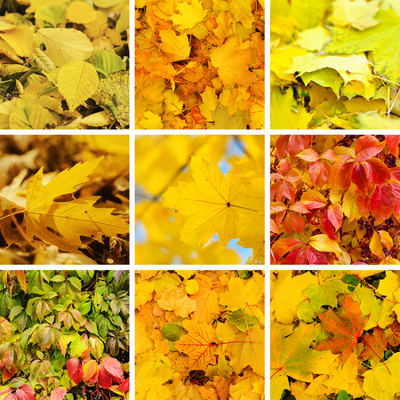 Collection from different kinds of autumn seasonal  backgroundsの写真素材