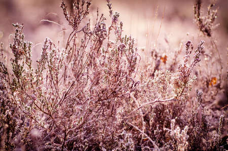 Frozen heather flower, floral vintage winter  background, macro imageの写真素材