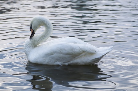 Beautiful white swan swimming on the water with reflectionの写真素材