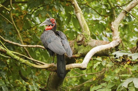 Horned black raven aka Bucorvus leadbeateri with red beak sitting on the treeの写真素材