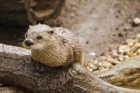 Wet common otter aka Lutra lutra on the tree trunk, animal backgroundの写真素材