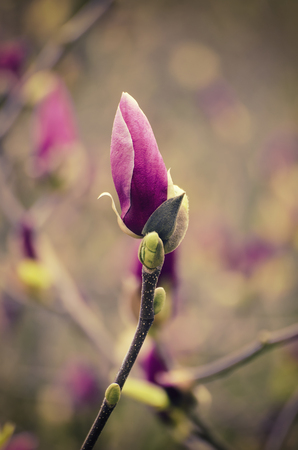 Magnolia flower bud in spring time, retro vintage hipster imageの写真素材