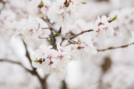 Apricot tree flower, seasonal floral nature background, shallow depth of fieldの写真素材