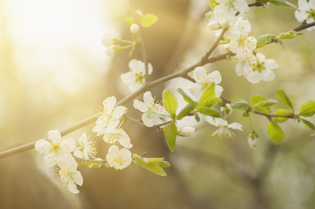 Blossoming of cherry flowers in spring time with green leaves, macro sunny backgroundの写真素材
