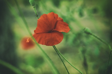 Red poppy in a green grass field, natural floral vintage backgroundの写真素材