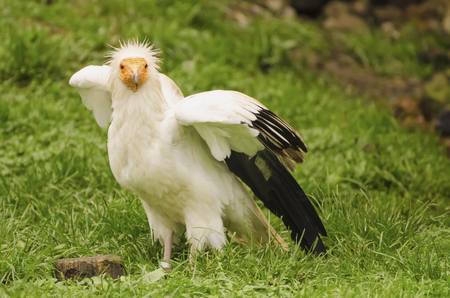 Common vulture, neophron percnopterus standing on the green grass, animal wild backgroundの写真素材